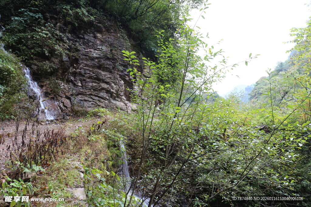山间溪流旁的繁茂植被