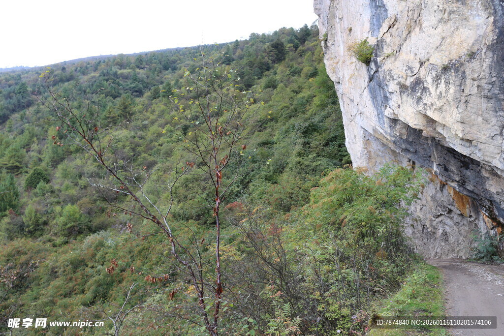 悬崖边的绿意盎然小径
