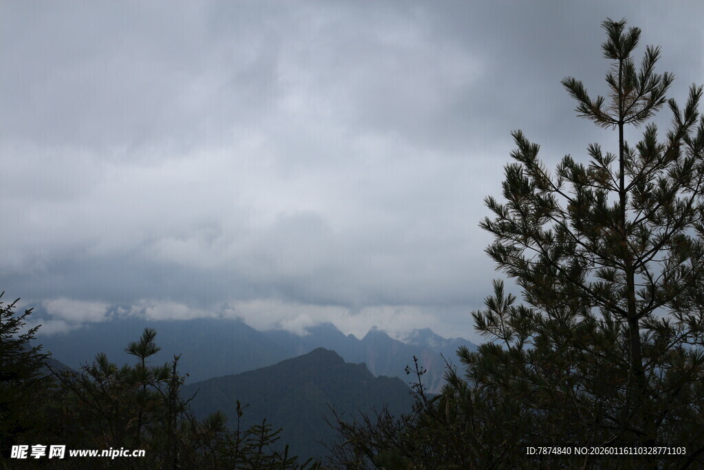 云雾缭绕的山林景致