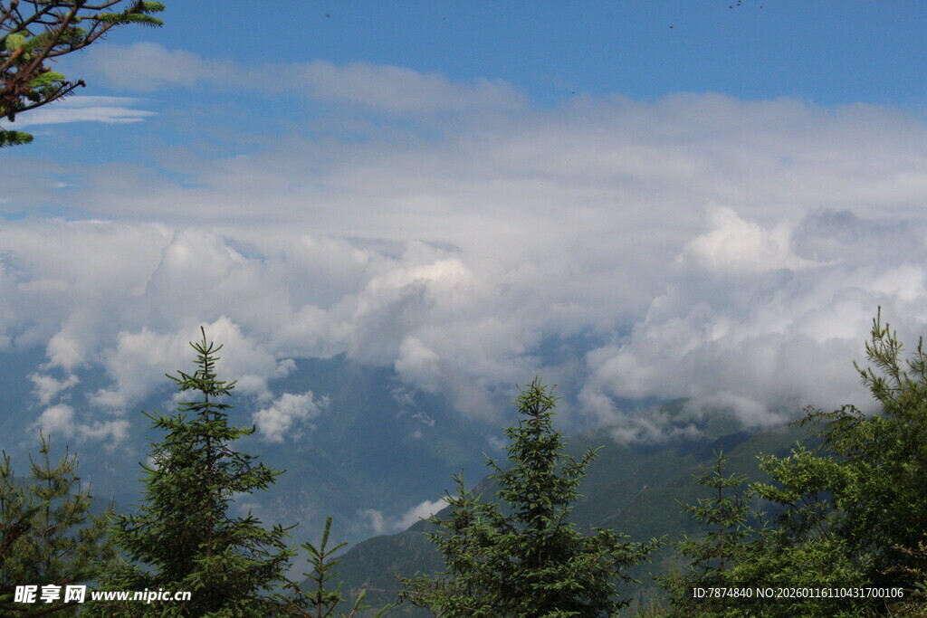 山间云海与葱郁林木景观