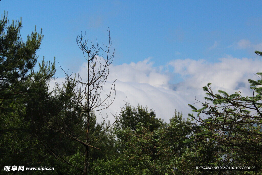 蓝天绿树间的清新景致