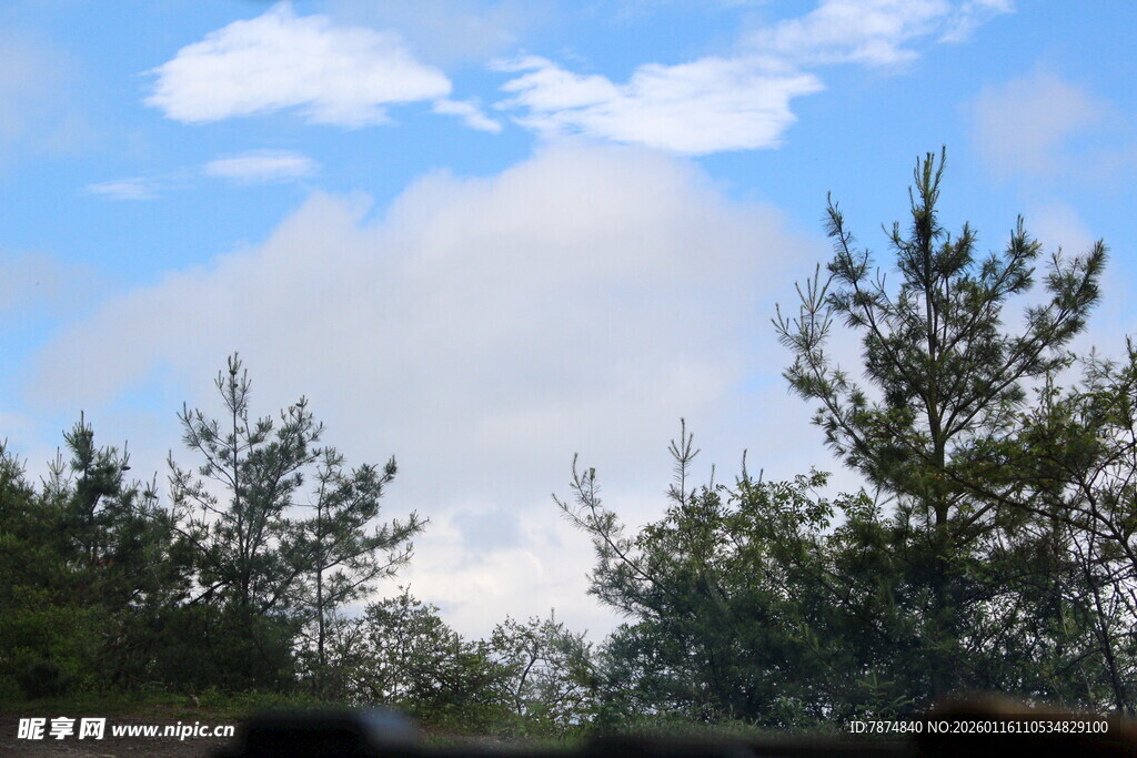 蓝天白云下的葱郁树木