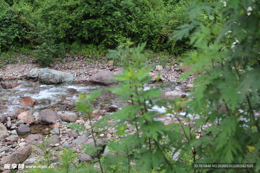 林间溪流边的自然景致
