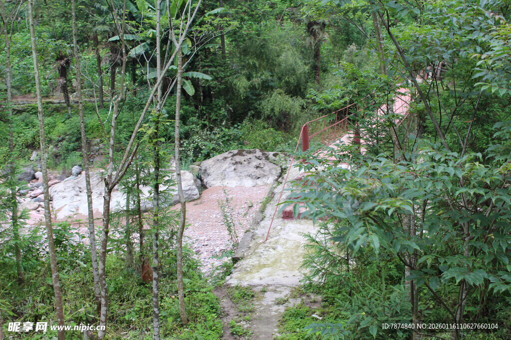 林间隐秘的自然景象