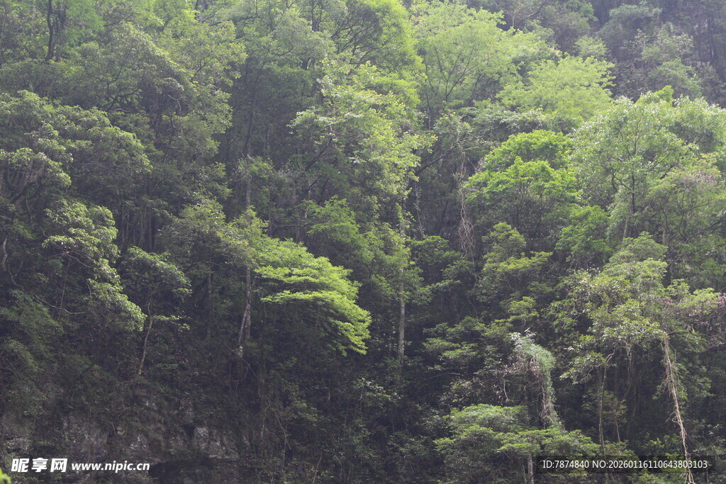 茂密葱郁的山林景观