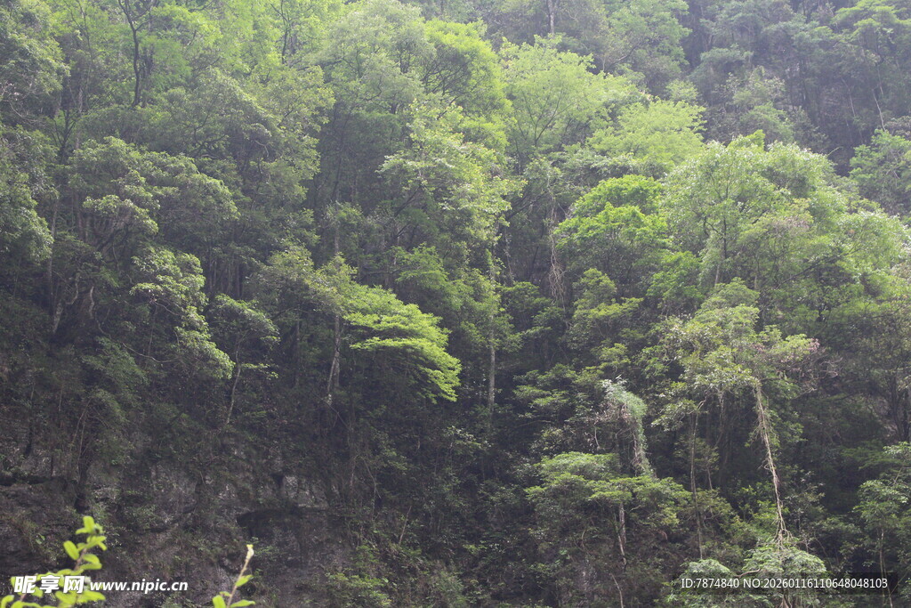 翠绿山林间的自然美景