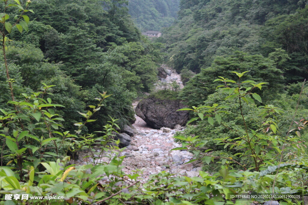 山间溪流穿林而过