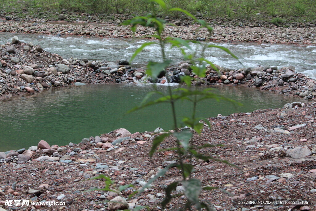 山间绿水畔的新生绿植