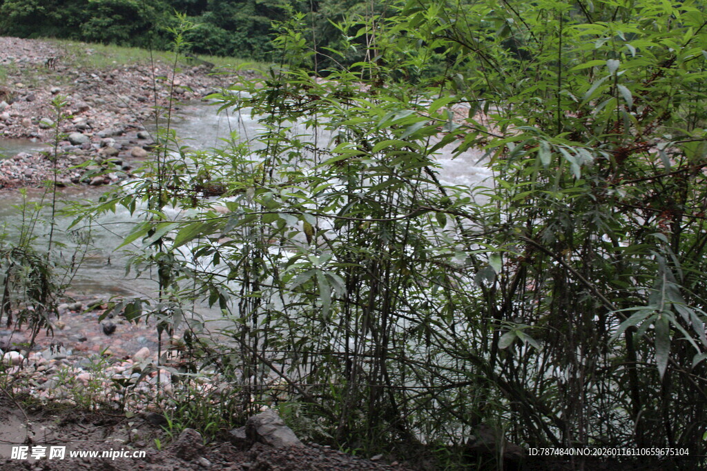 溪边绿植景观