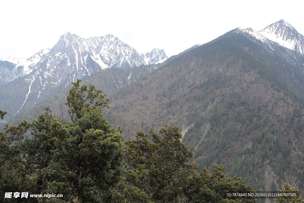 雪山下的葱郁山林