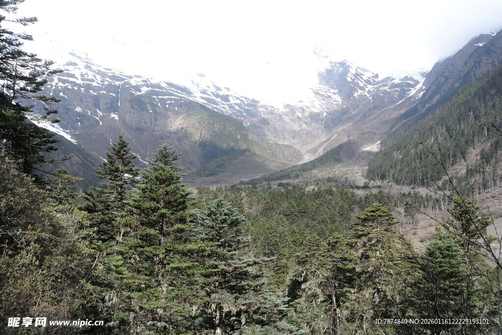 山间森林与远处雪山景观