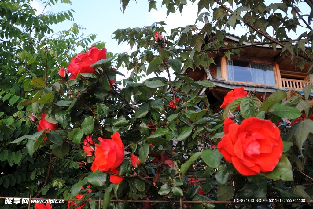 院旁绽放的鲜艳红玫瑰