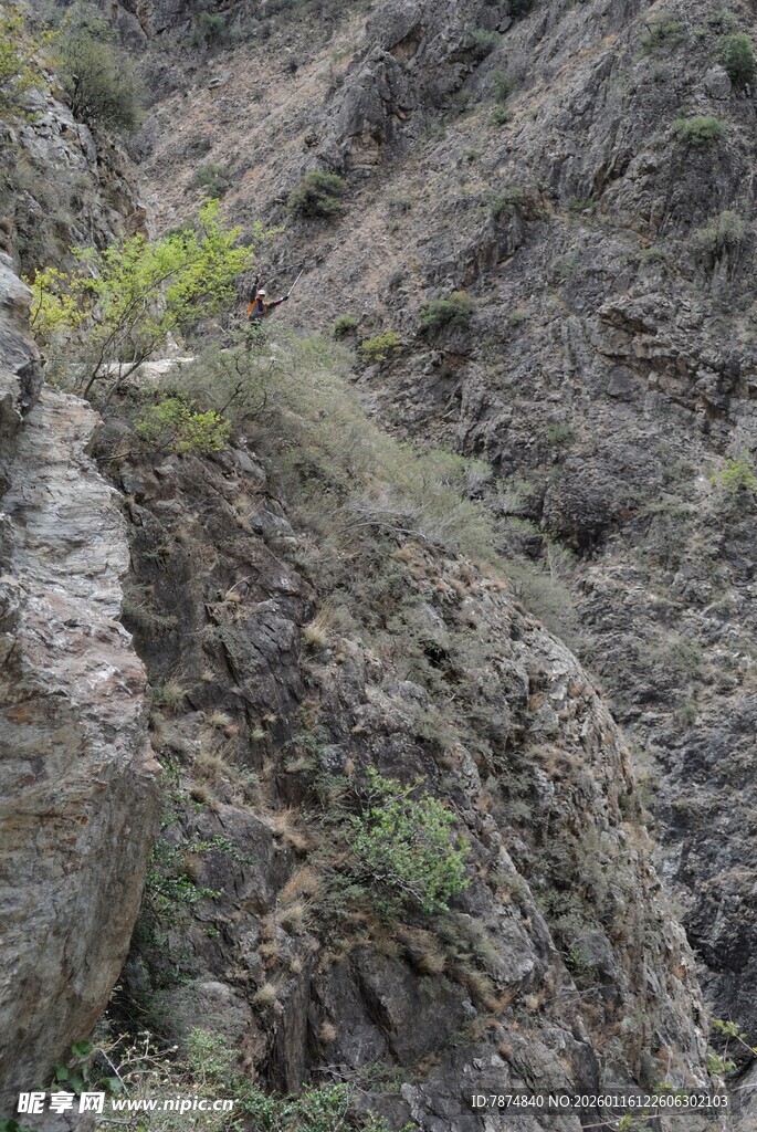 陡峭山壁上的一抹绿意