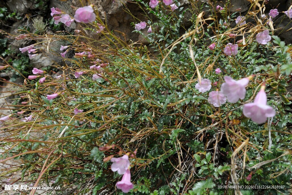 粉色野花绽放于草丛间