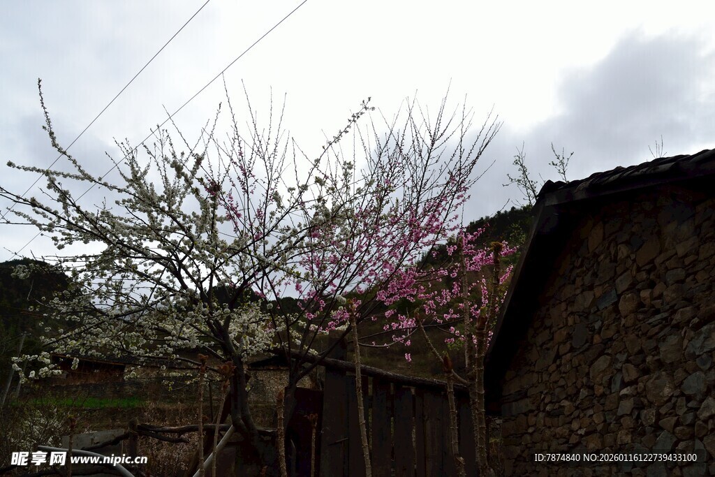 乡村老屋旁绽放的树木