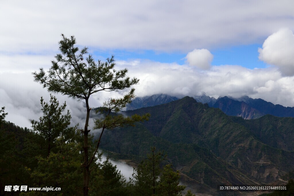 山间松景 云雾缭绕山峦