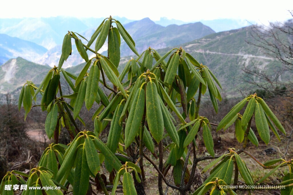 山间嫩绿植物枝叶特写