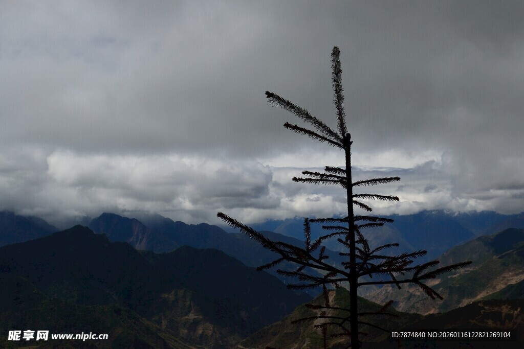 孤树傲然立 远山云海间