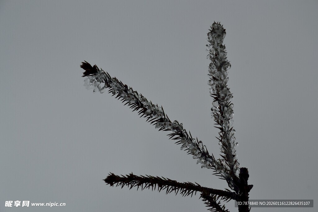 霜覆松枝特写