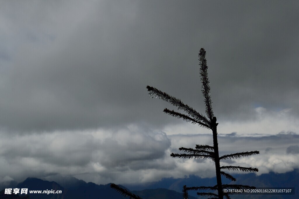 孤枝挺立 云遮远山
