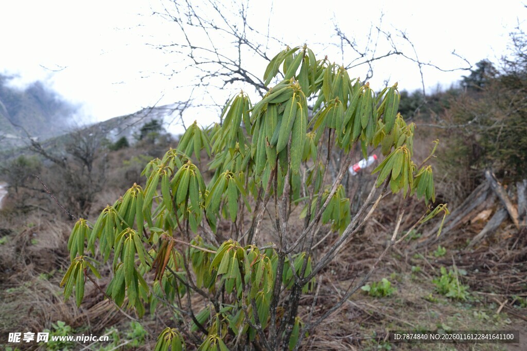 山间翠绿植物景观