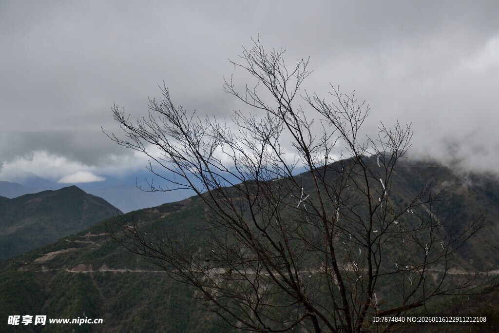云雾缭绕的山间枯树景观