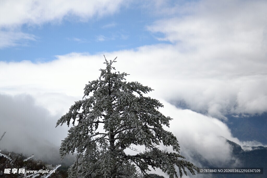 雪覆青松 云海相伴