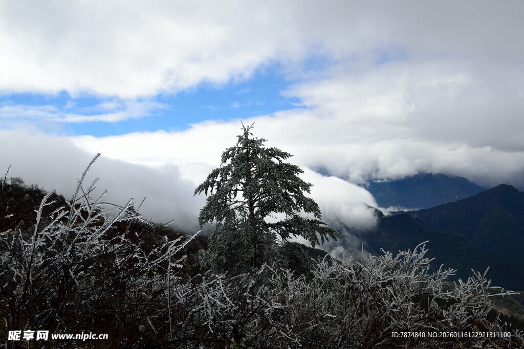 雪覆孤松 云海蓝天之景