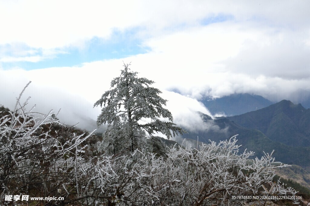 雪覆山林中的孤树