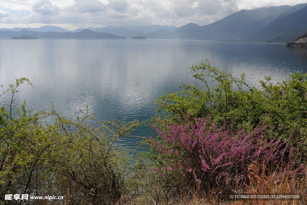湖畔花草与宁静湖水美景