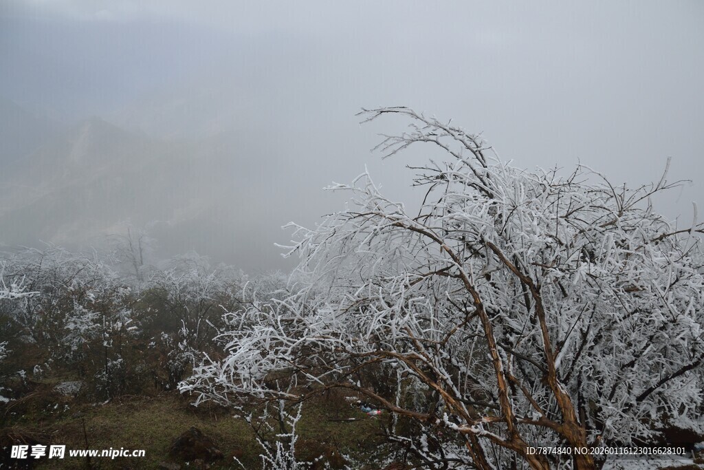 雾凇覆盖的树木景观