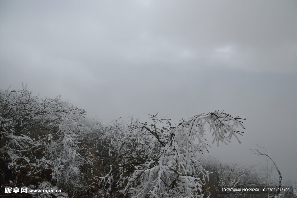 雪覆树木的朦胧冬日景象