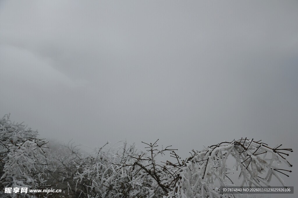 雪覆树枝的冬日景象
