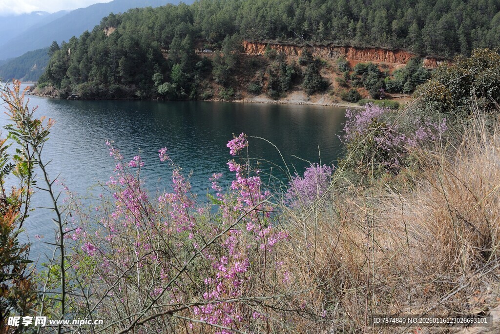 湖畔野花与山林美景