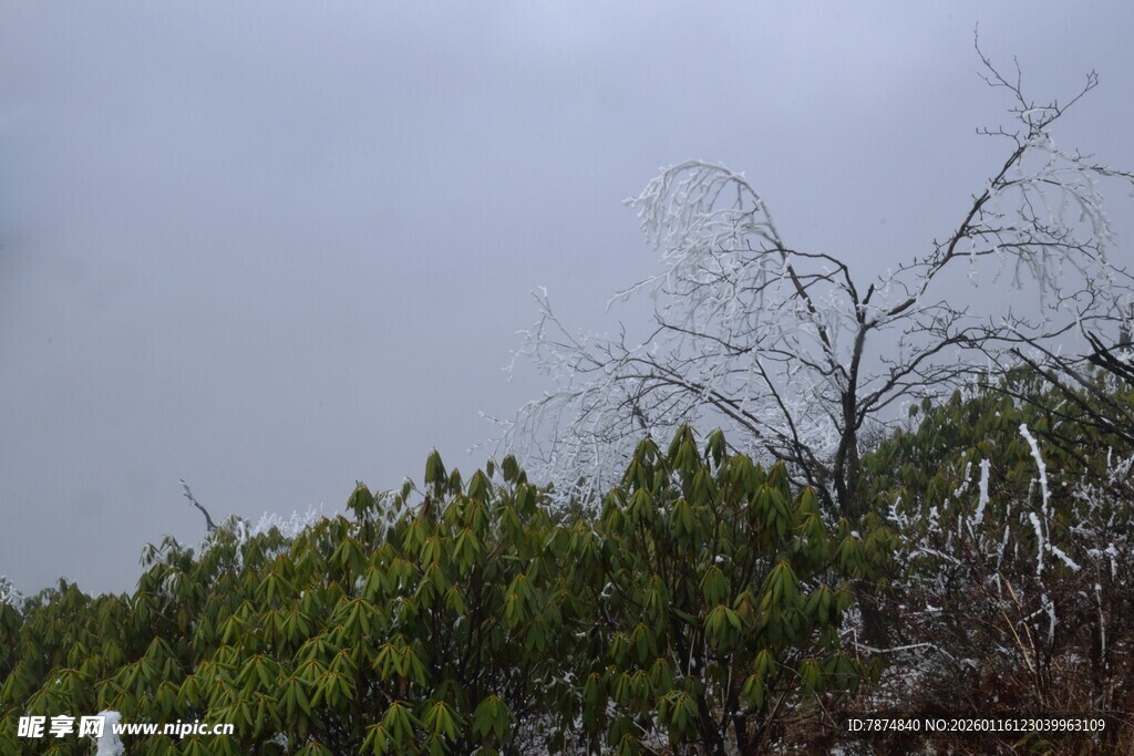 山林间枯树与绿植景象