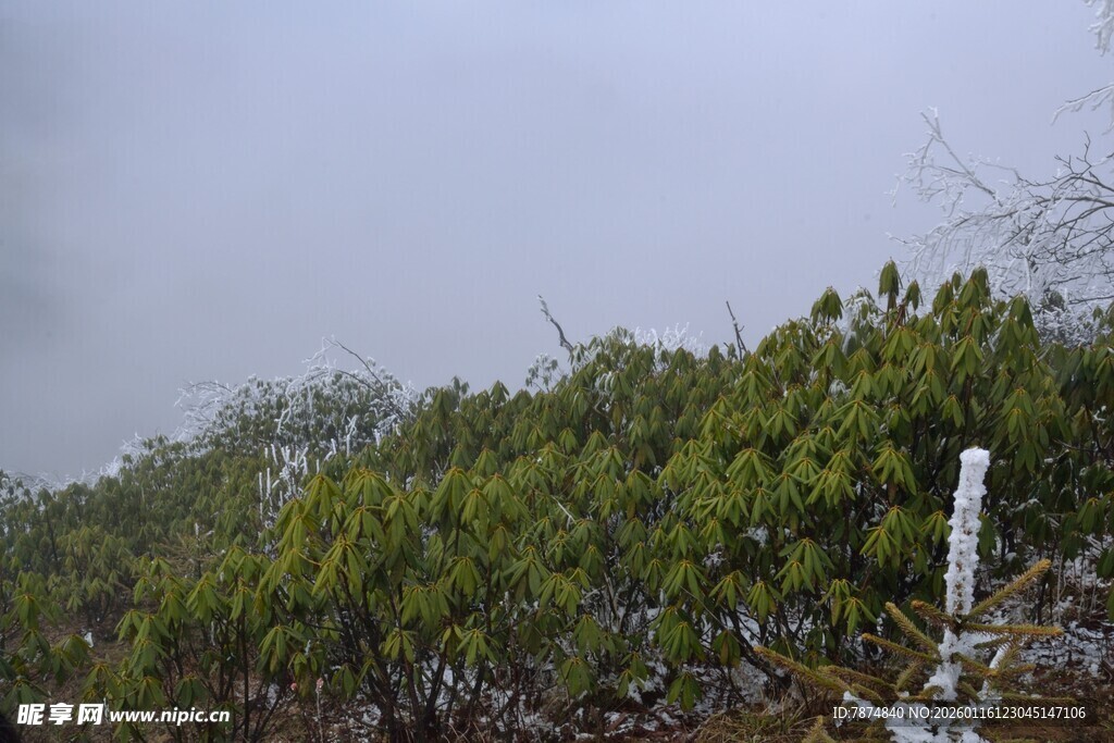 雾中葱郁山林景色