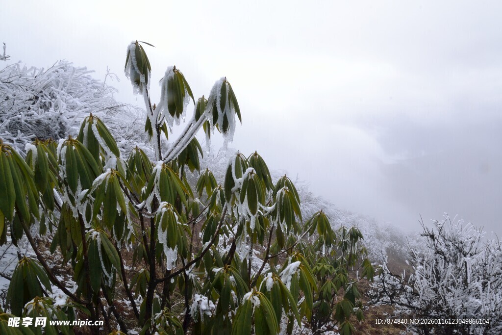 雪覆绿叶的自然景致