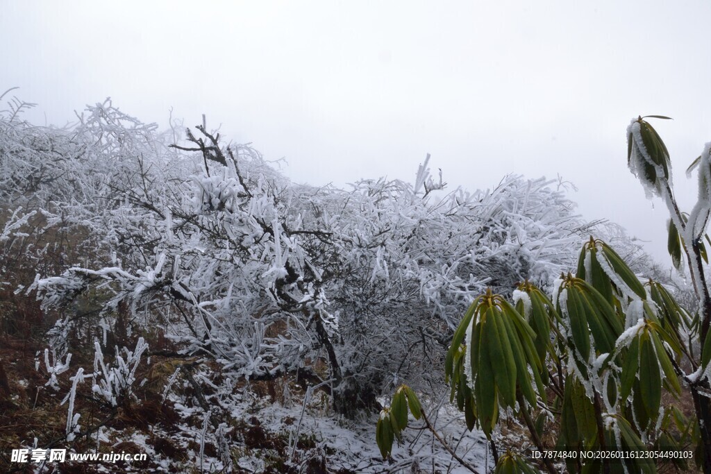雪覆枝叶的冬日景致