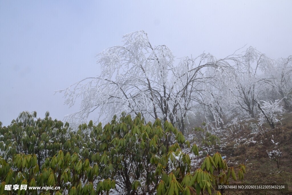 雾中枯树与葱郁绿植