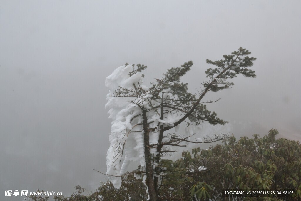 雾中白衣人与小树