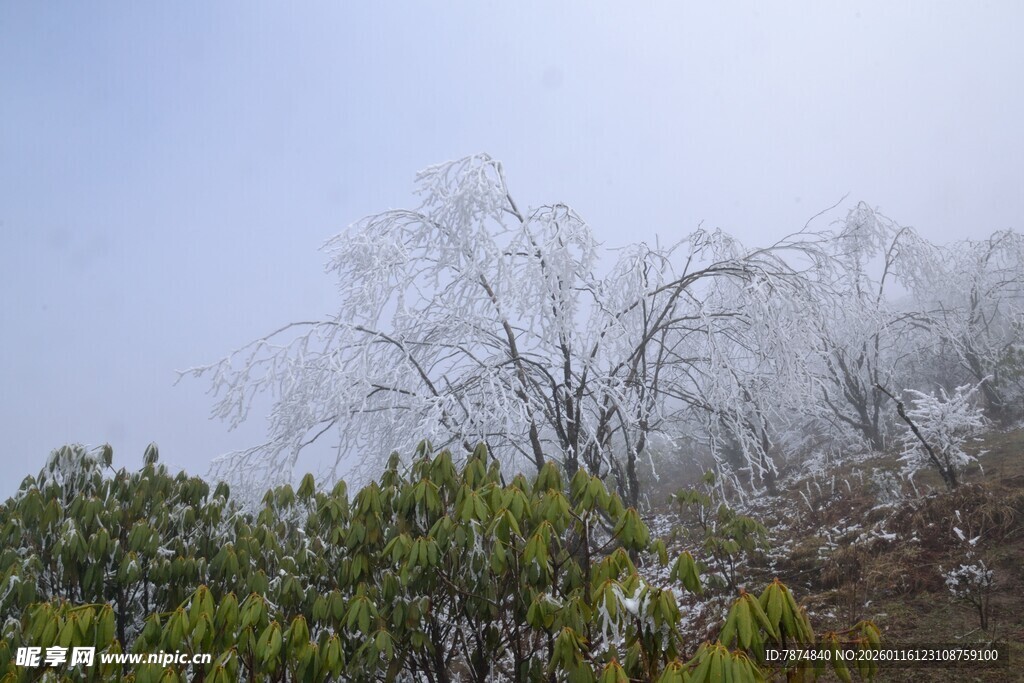 雾凇覆盖的树木景观
