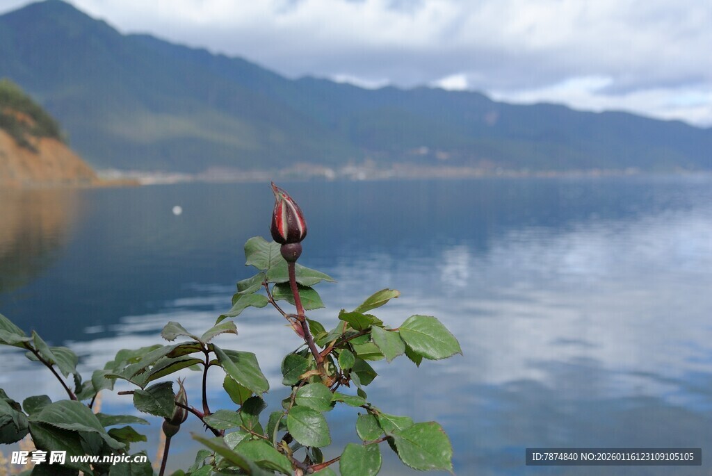 湖畔绿植与宁静湖水景致