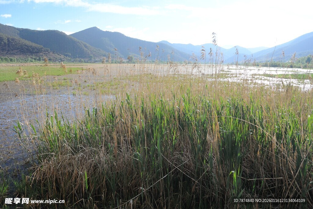 河畔芦苇与远山风景