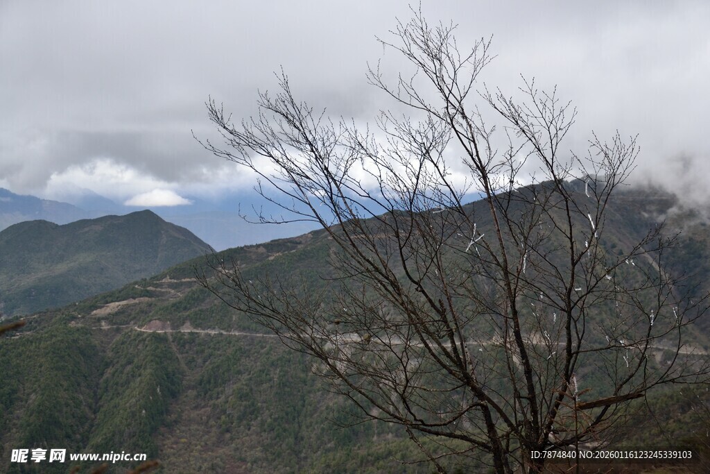 山间枯树与朦胧远山