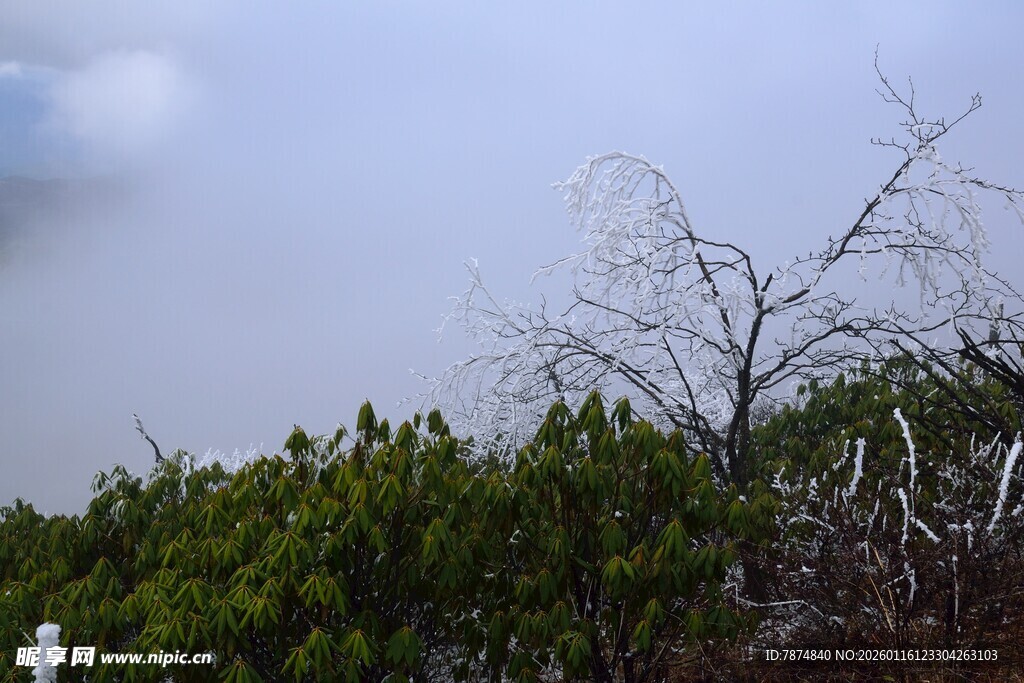 枯树与葱郁植被的景致