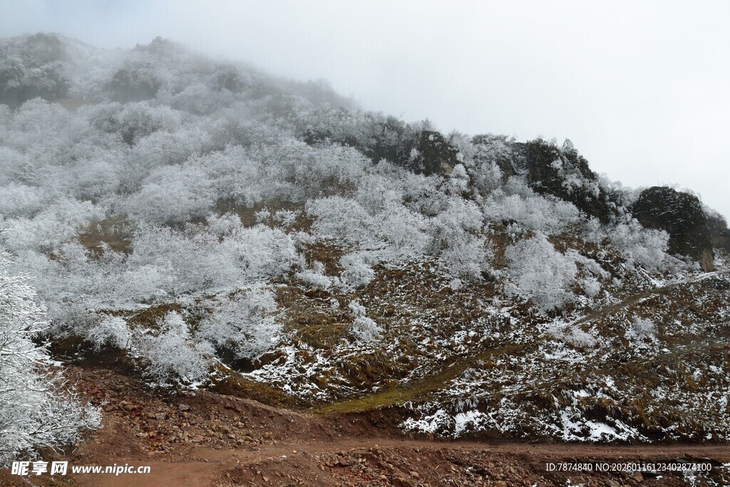 山间雪覆树木美景