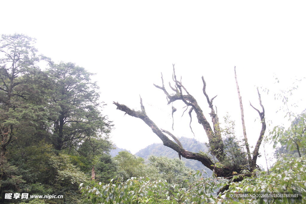 山林中枯树与繁茂植被