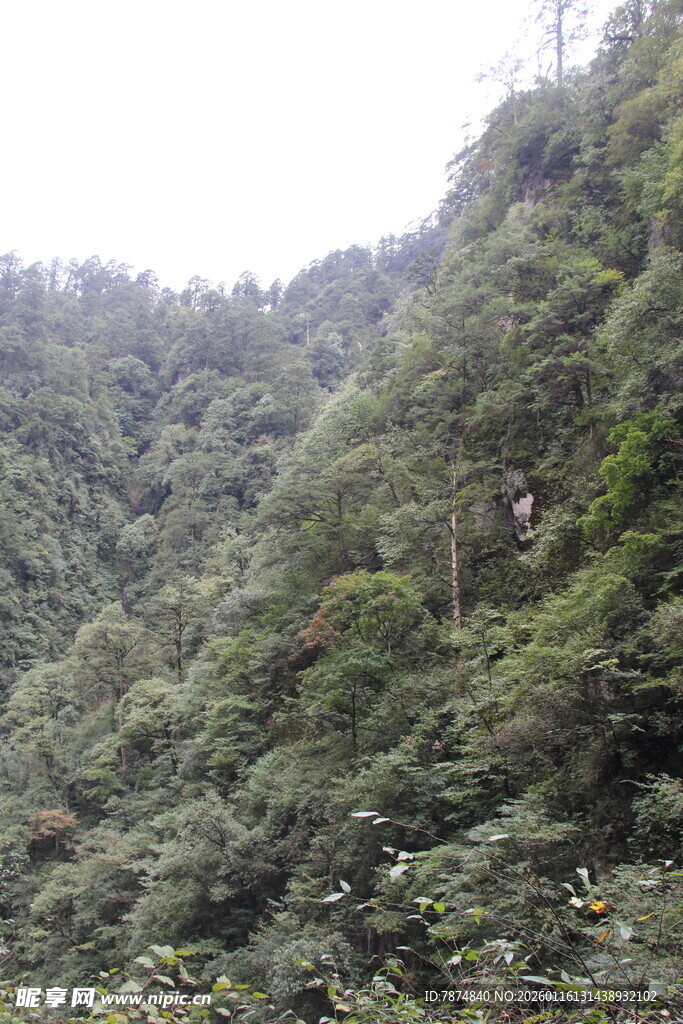 山林葱郁的自然景致