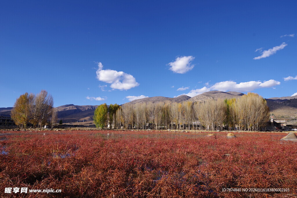 秋日红草地与蓝天白云景