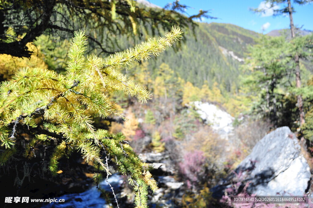 山间多彩植被景观